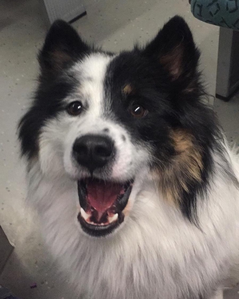 Oscar (Therapiebegleithund)